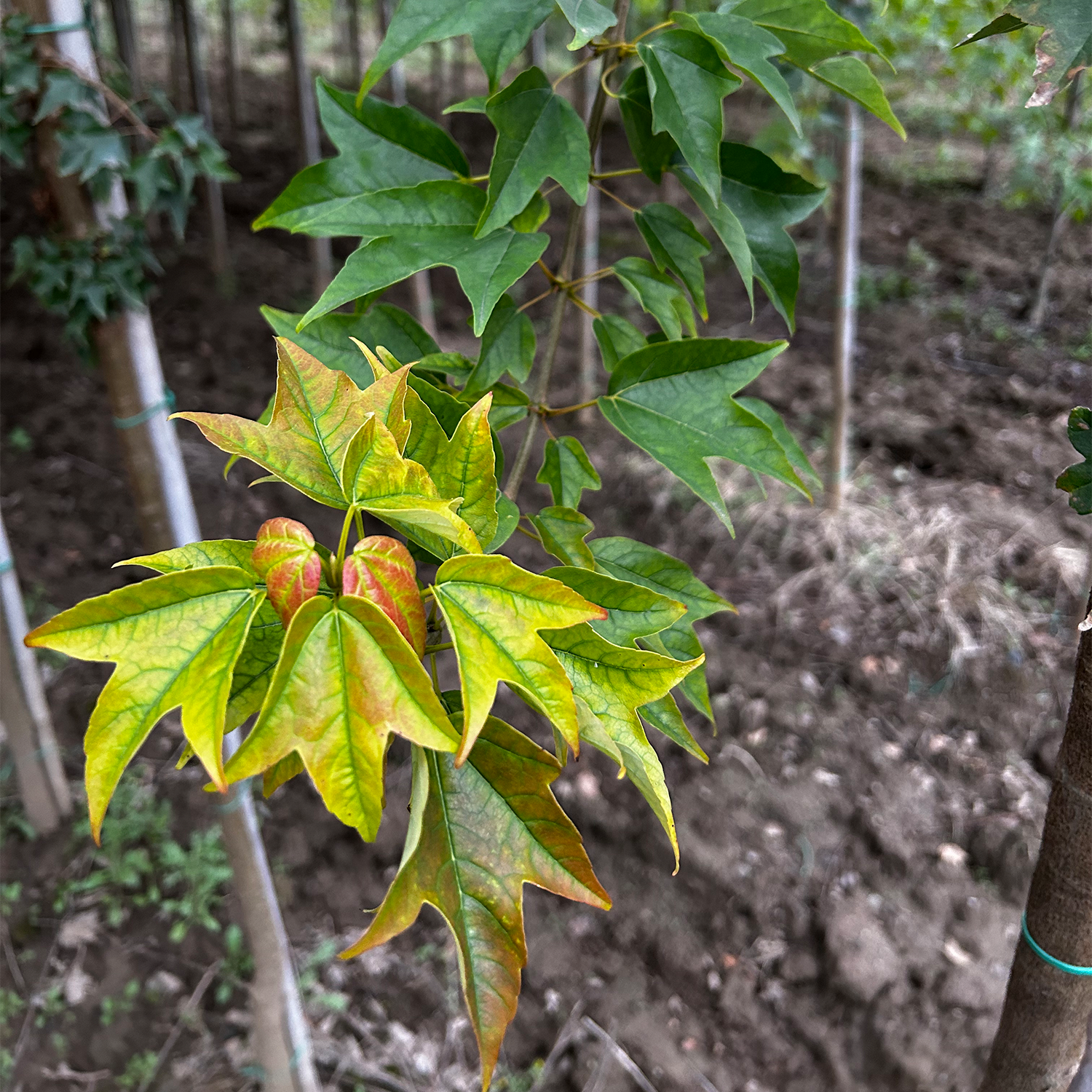 ACER BUERGERIANUM